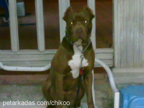 chiko Erkek Amerikan Pitbull Terrier