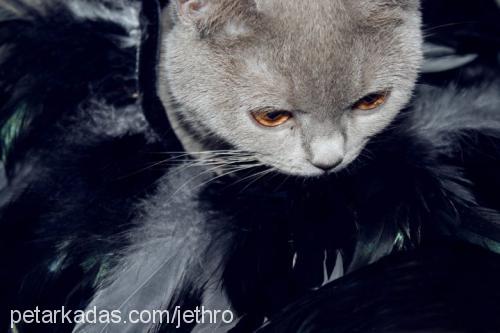 jethropoison Dişi British Shorthair