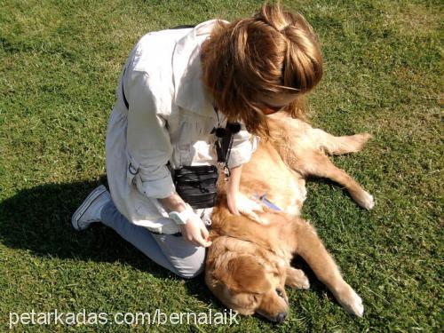 tobi Erkek Golden Retriever