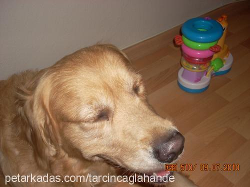 tarcın Erkek Golden Retriever