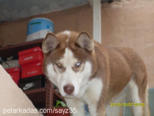 maya Dişi Sibirya Kurdu (Husky)