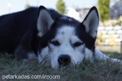 bulut Erkek Sibirya Kurdu (Husky)