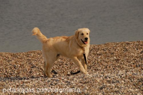 reis Erkek Golden Retriever