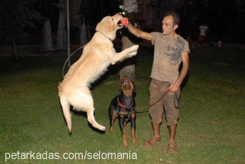 reis Erkek Golden Retriever