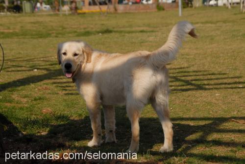 reis Erkek Golden Retriever