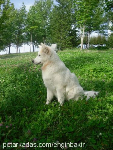 prenses Dişi Samoyed