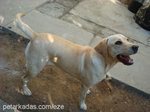 eze Dişi Labrador Retriever