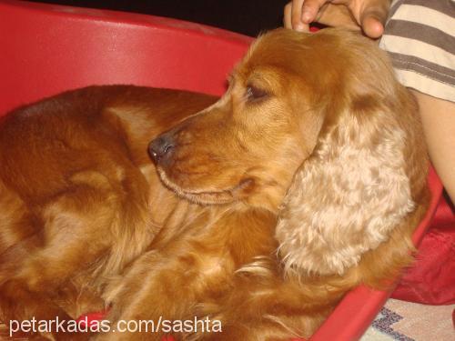 hera Dişi İngiliz Cocker Spaniel