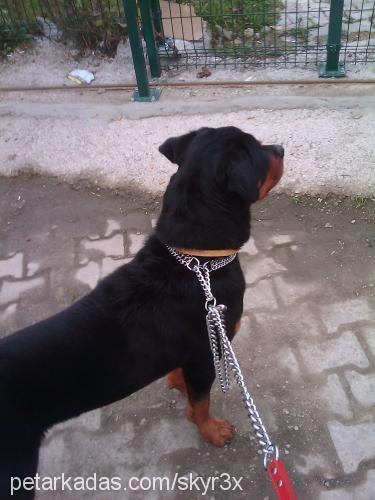 barut Erkek Rottweiler