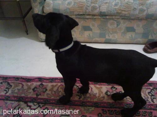 ŞİmŞek Erkek Labrador Retriever