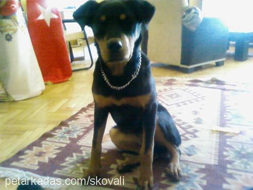 Çirkin Dişi Rottweiler