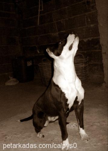 alice Dişi Amerikan Pitbull Terrier