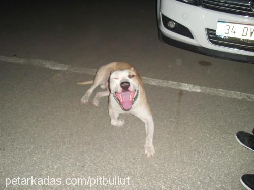bulut Erkek Amerikan Pitbull Terrier