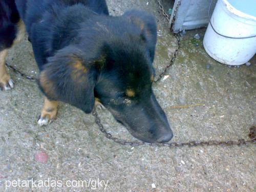 yavru Erkek Rottweiler