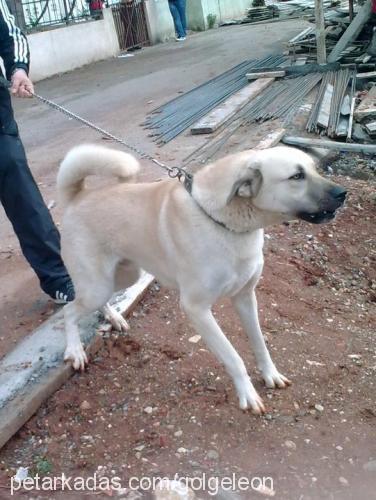 gÖlgeleon Erkek Alaskan Malamute