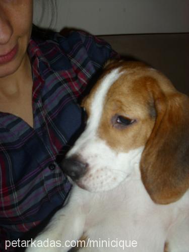 alvin Erkek Beagle