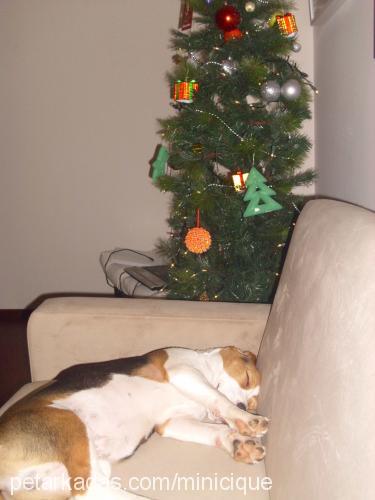 alvin Erkek Beagle