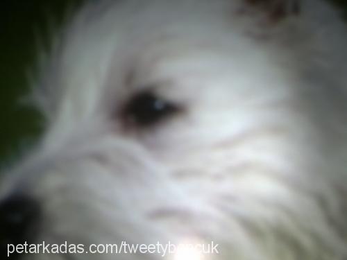 lady Dişi West Highland White Terrier