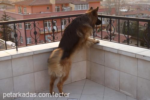 atlas Erkek Alman Çoban Köpeği