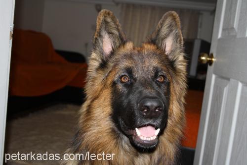 atlas Erkek Alman Çoban Köpeği