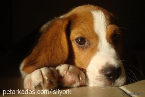 mex Erkek Beagle