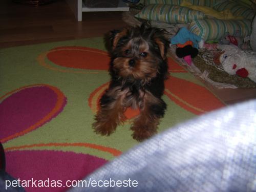 ateş Erkek Yorkshire Terrier