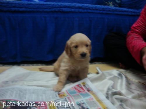 daisy Dişi Golden Retriever