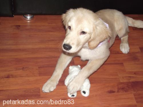 tarÇın Dişi Golden Retriever