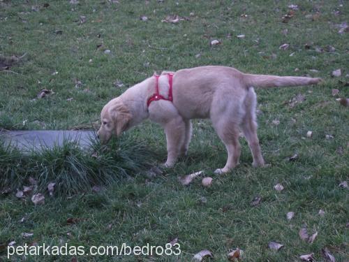 tarÇın Dişi Golden Retriever