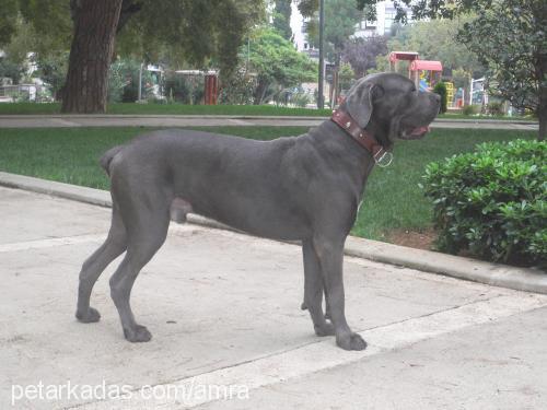 rocky Erkek Mastiff