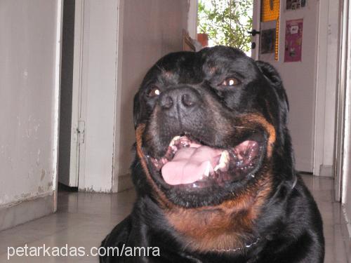 amra Erkek Rottweiler