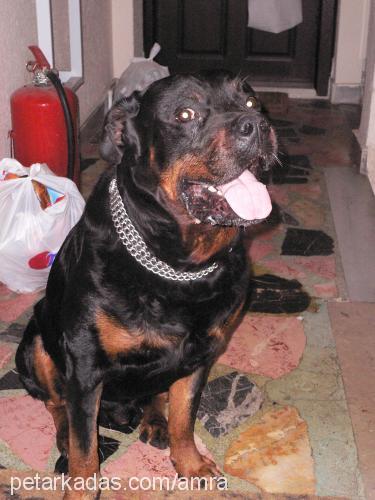 amra Erkek Rottweiler