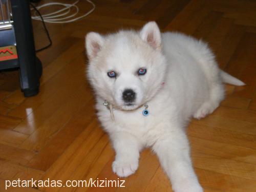 chivas Dişi Alaskan Malamute