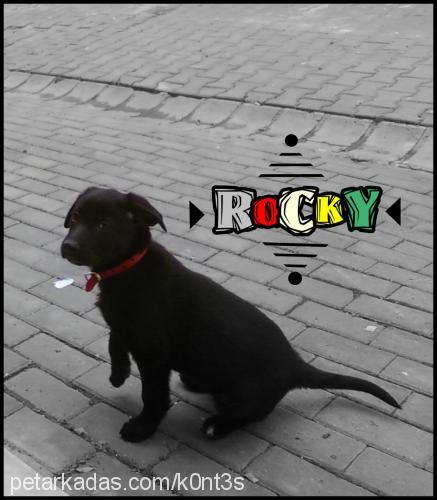 rocky Erkek Sokö (Sokak Köpeği)