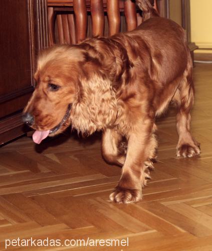 püskül Erkek İngiliz Cocker Spaniel