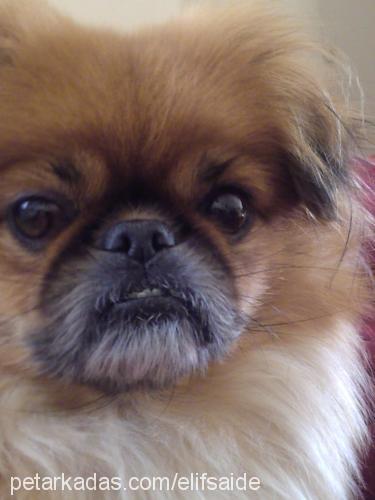 chikky Dişi Pekingese