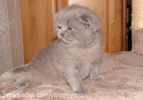 sülüman Erkek Scottish Fold