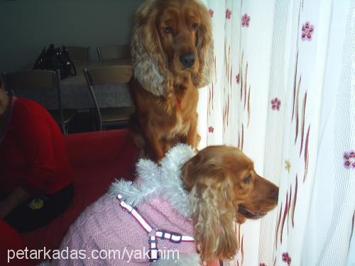 süslübadem Dişi İngiliz Cocker Spaniel