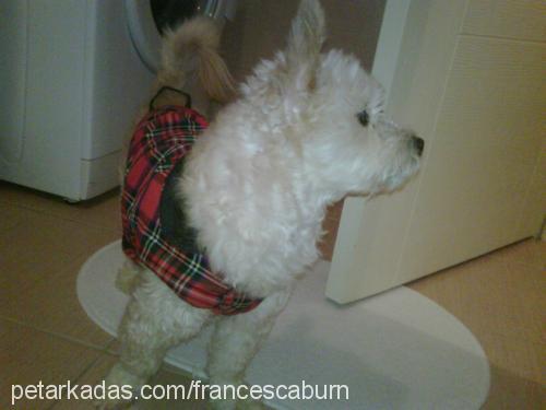 pukky Erkek West Highland White Terrier