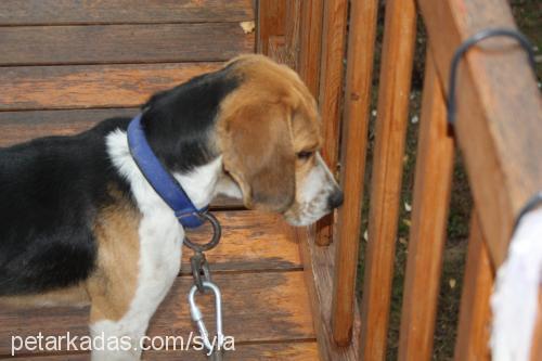 fındik Erkek Beagle