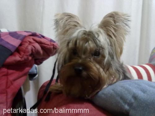 tarçın Dişi Yorkshire Terrier