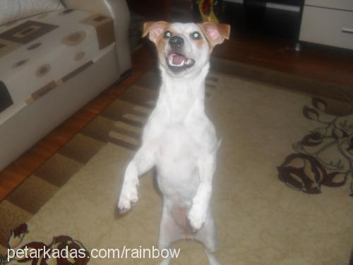 asil Dişi Jack Russell Terrier