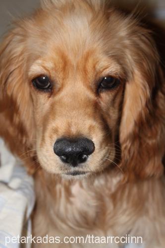 tarçın Dişi Amerikan Cocker Spaniel