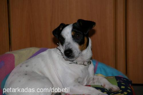 doby Erkek Jack Russell Terrier