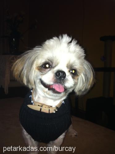 chucky Erkek Shih-Tzu