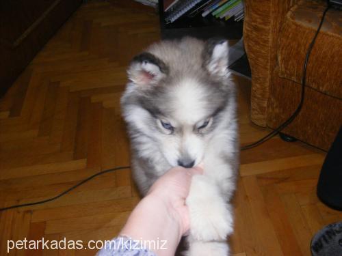 chivas Erkek Alaskan Malamute