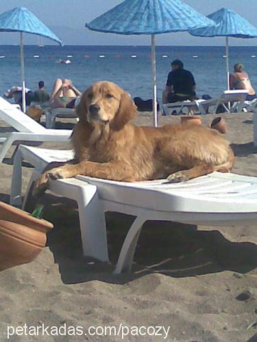 paco Erkek Golden Retriever