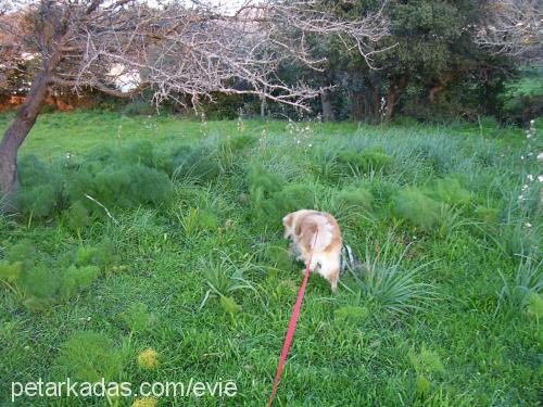 coco Dişi Golden Retriever