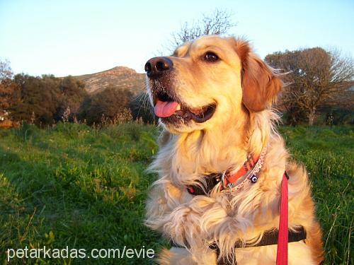 coco Dişi Golden Retriever