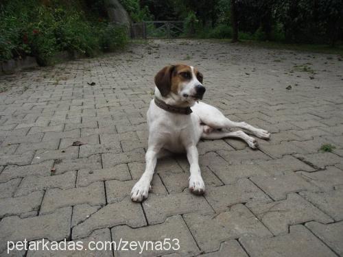 minik Erkek Jack Russell Terrier
